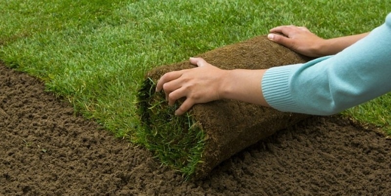 Tìm hiểu về cỏ tại sân golf không nên bỏ qua kỹ thuật trồng và chăm sóc